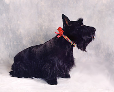 Scottie Portrait